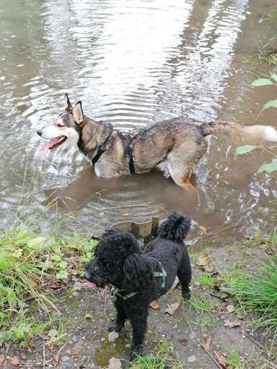 Bester Freund, Hundekumpel - zeigt her!-Beitrag-Bild