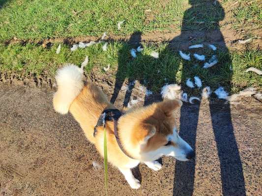 Akita Inu/American Akita (Mix) halter.-Beitrag-Bild