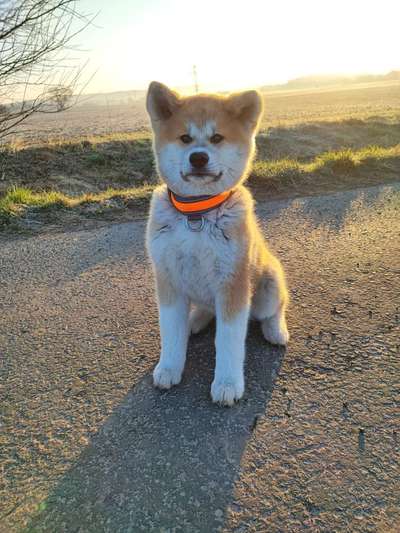 Akita Inu/American Akita (Mix) halter.-Beitrag-Bild