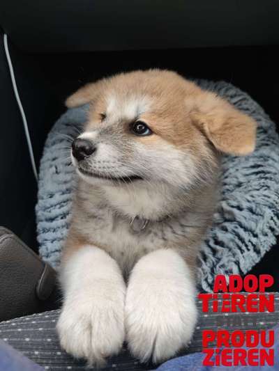 Dogorama Photo Challenge - "Adoptieren statt Produzieren" mit Gewinnspiel-Beitrag-Bild