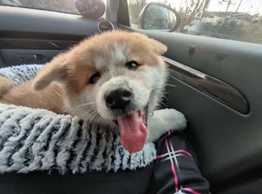 Dogorama Photo Challenge - Einmal lächeln bitte-Beitrag-Bild