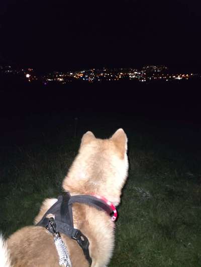 Akita Inu/American Akita (Mix) halter.-Beitrag-Bild