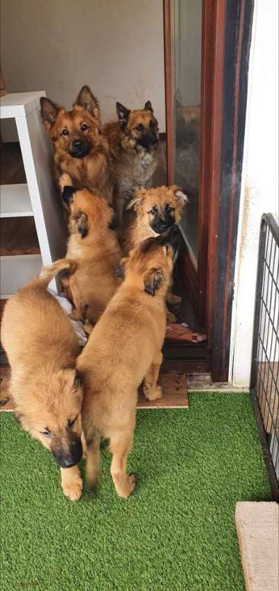 Altdeutsche Hütehunde-Beitrag-Bild