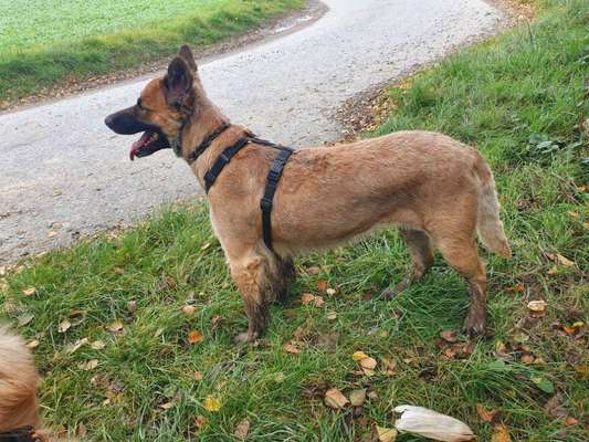 Altdeutsche Hütehunde-Beitrag-Bild