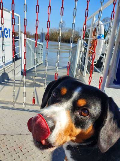 Entlebucher Sennenhund-Beitrag-Bild