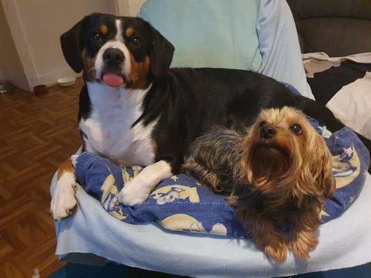 Tutorials für kleine Hunde-Beitrag-Bild