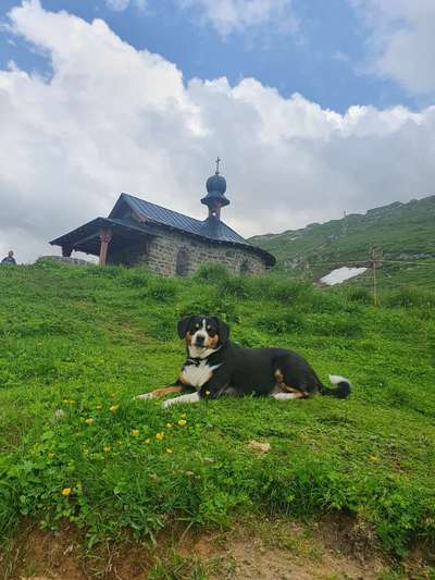 Entlebucher Sennenhund-Beitrag-Bild