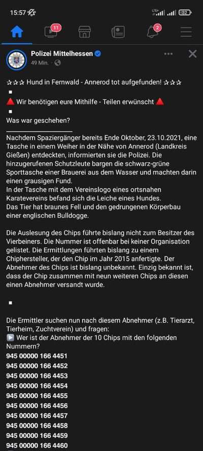 Bulldoggen mix-Beitrag-Bild