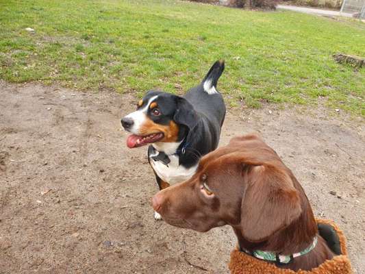 Wie oft gassi?-Beitrag-Bild