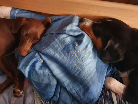 Zeig mir, dass du mit einem hund zusammenlebst....-Beitrag-Bild