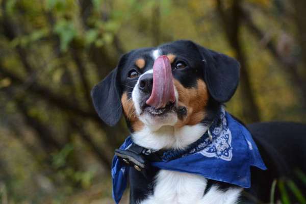 Tongue Out Tuesday-Beitrag-Bild