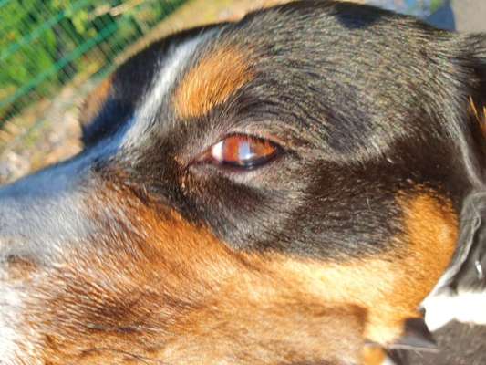 Zeigt mir die tollste Nahaufnahme von eurer Fellnase-Beitrag-Bild