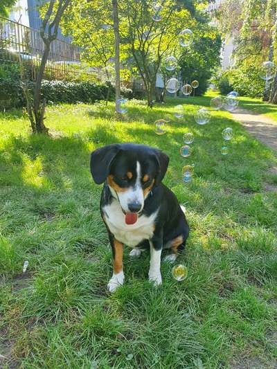 Entlebucher Sennenhund-Beitrag-Bild