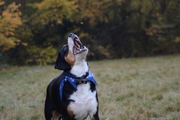 Foto's und Hundemodels-Beitrag-Bild