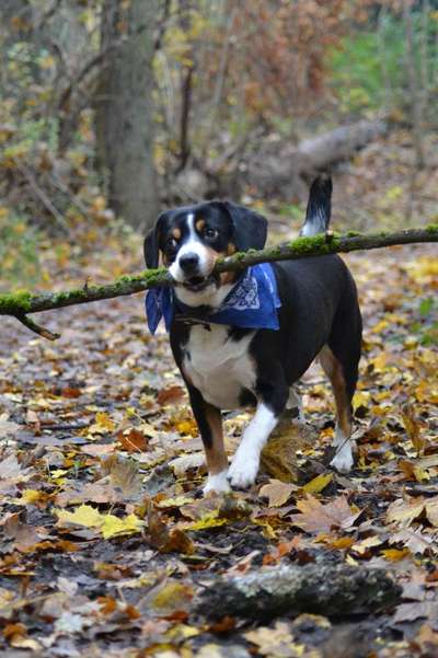 Wald Bild-Beitrag-Bild