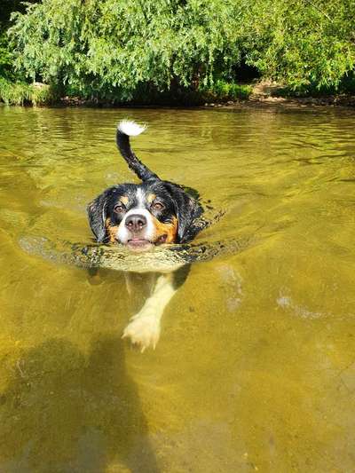 Zeigt mal die schönsten Bilder von euren Hunden !-Beitrag-Bild