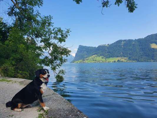 Dogorama Photo Challenge - Tierischer Urlaub-Beitrag-Bild