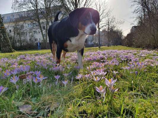 Die Dogorama Kalender Challenge Teil 3/4-Beitrag-Bild