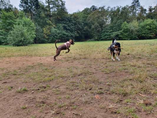 Zeigt euren Hund an eurem lieblingsplatz-Beitrag-Bild