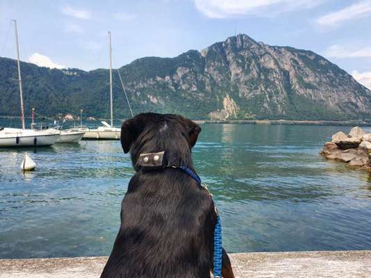 Entlebucher Sennenhund-Beitrag-Bild