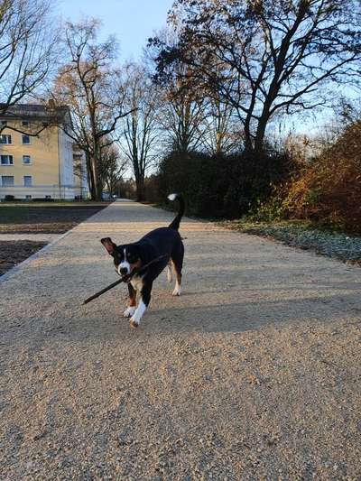 Lieblingsbild von euren Hunden?-Beitrag-Bild