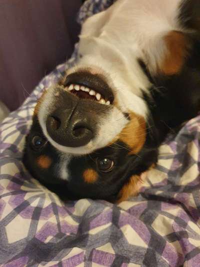 Zeigt mir die tollste Nahaufnahme von eurer Fellnase-Beitrag-Bild