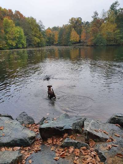 Schwimmen-Beitrag-Bild