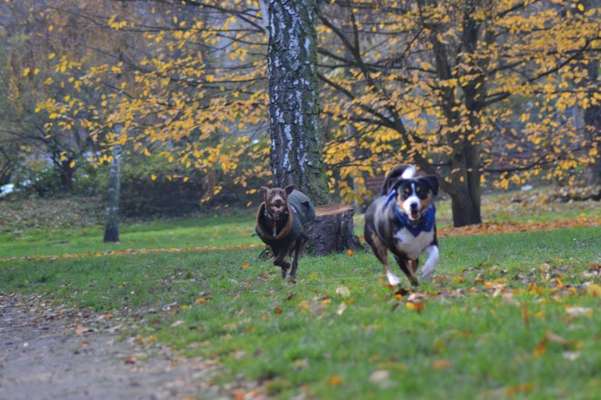 Schattenseiten der Hundehaltung-Beitrag-Bild