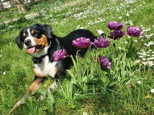 Die Dogorama Monats Challenge "Es grünt und blüht"-Beitrag-Bild