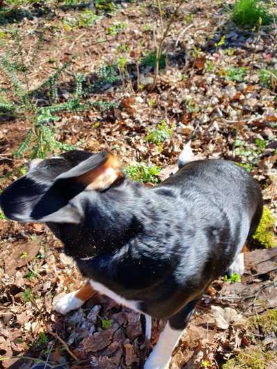 Was können eure Ohren so? ;)-Beitrag-Bild