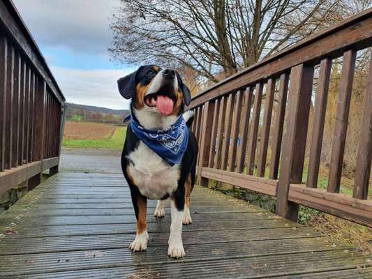 Foto's und Hundemodels-Beitrag-Bild