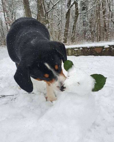 Zeigt euren Hund an eurem lieblingsplatz-Beitrag-Bild