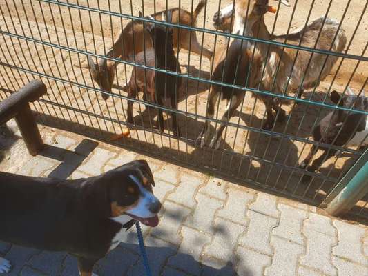 Leinenführigkeit in unbekannter Ungebung-Beitrag-Bild
