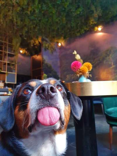 Zeigt mir die tollste Nahaufnahme von eurer Fellnase-Beitrag-Bild