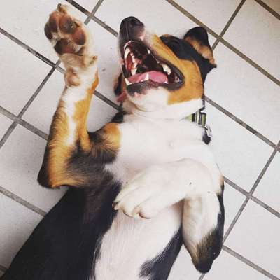 Lieblingsbild von euren Hunden?-Beitrag-Bild