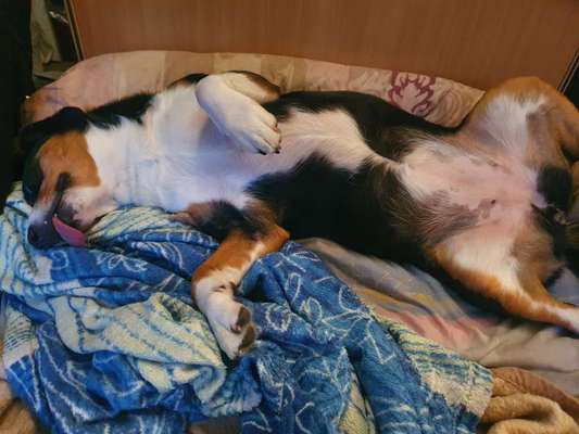 Immer der Nase nach - die schönsten Jagdhund-Bilder-Beitrag-Bild