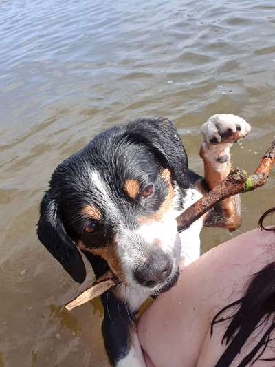 Entlebucher Sennenhund-Beitrag-Bild