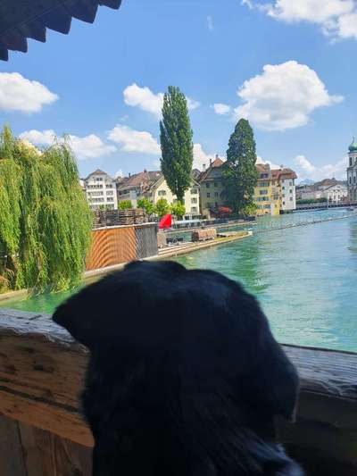 Entlebucher Sennenhund-Beitrag-Bild