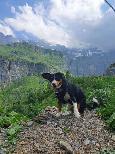 Was können eure Ohren so? ;)-Beitrag-Bild