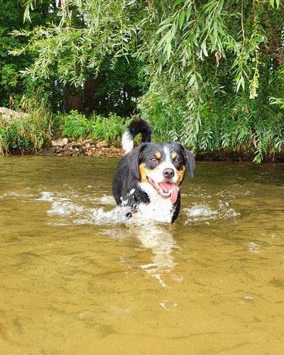 Zeigt euren Hund an eurem lieblingsplatz-Beitrag-Bild