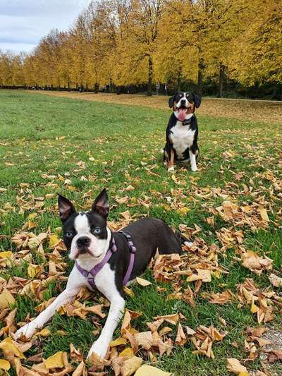 Bester Freund, Hundekumpel - zeigt her!-Beitrag-Bild