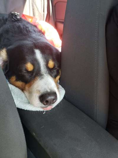 FOTOCHALLENGE 70 - Dein Hund im Auto-Beitrag-Bild