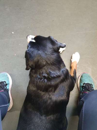 Hund in Bus,Auto und Bahn-Beitrag-Bild