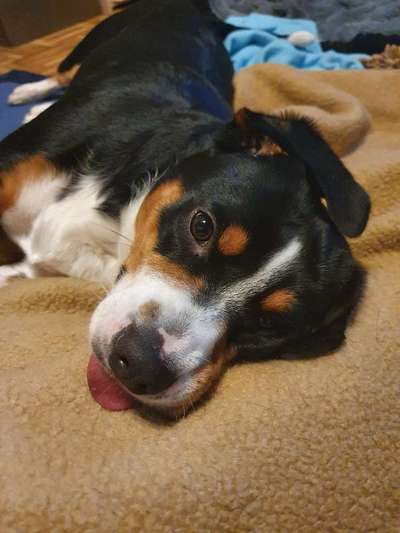 Was können eure Ohren so? ;)-Beitrag-Bild