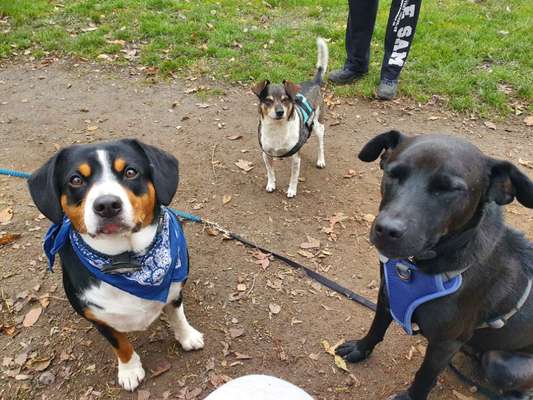 Schattenseiten der Hundehaltung-Beitrag-Bild