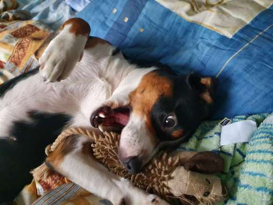 Lustigsten Grimassen von euren Hunden-Beitrag-Bild