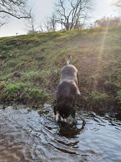 Immer der Nase nach - die schönsten Jagdhund-Bilder-Beitrag-Bild