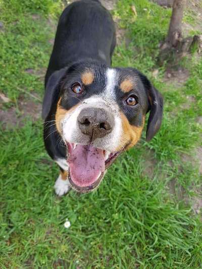 Zeigt mir die tollste Nahaufnahme von eurer Fellnase-Beitrag-Bild