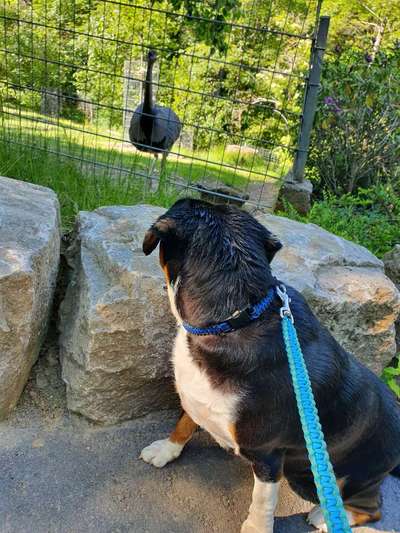 Leinenführigkeit in unbekannter Ungebung-Beitrag-Bild