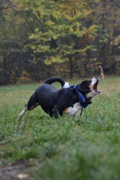 Foto's und Hundemodels-Beitrag-Bild